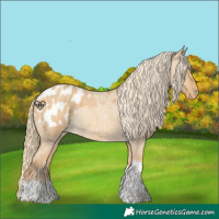 Horse Color:Palomino Roan Dun Tobiano Appaloosa 