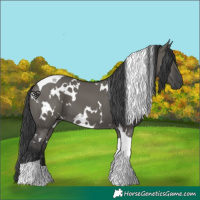 Horse Color:White Spotted Grullo Tobiano