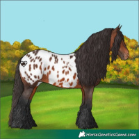 Horse Color:Brown Appaloosa 