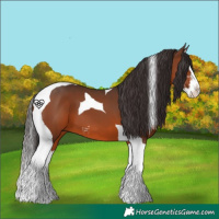 Horse Color:Brown Sabino Splash Tobiano 