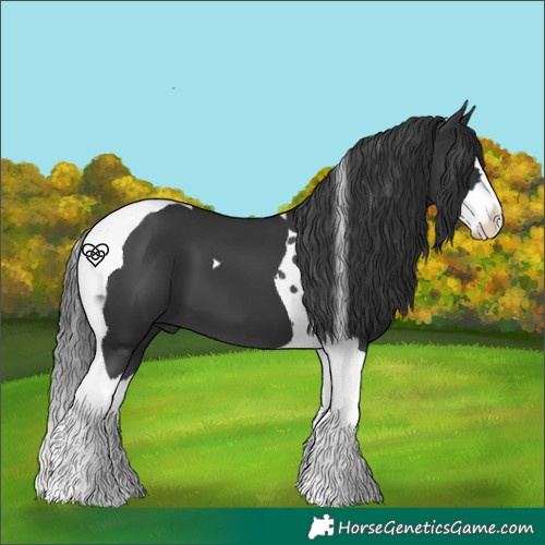 Horse Color:Black Splash Tobiano
