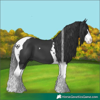 Horse Color:Black Splash Tobiano 