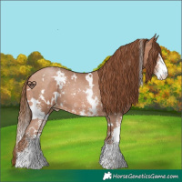 Horse Color:White Spotted Bay Pearl Sabino 