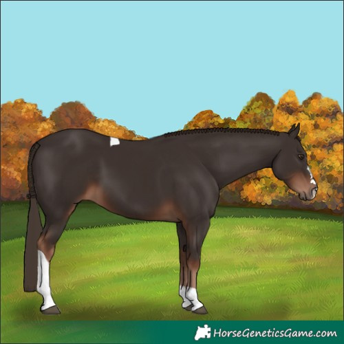 Horse Color:Liver Chestnut Tobiano