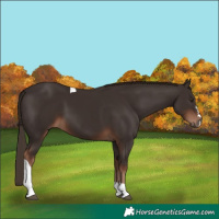 Horse Color:Liver Chestnut Tobiano 