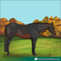 Horse Color:Brown 