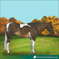 Horse Color:Silver Buckskin Tobiano 