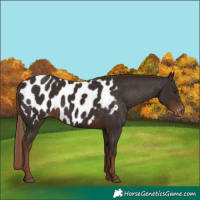 Horse Color:Liver Chestnut Near Leopard 
