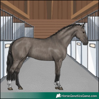 Horse Color:Grullo  and Smoky Grullo 