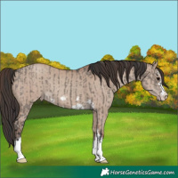 Horse Color:Grullo  and Classic Champagne Dun 