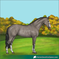 Horse Color:Grullo and Grullo Rabicano