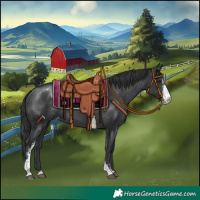 Horse Color:Black Sabino Appaloosa 