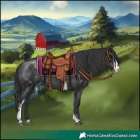 Horse Color:Black Sabino Appaloosa