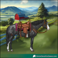 Horse Color:Black Sabino Appaloosa