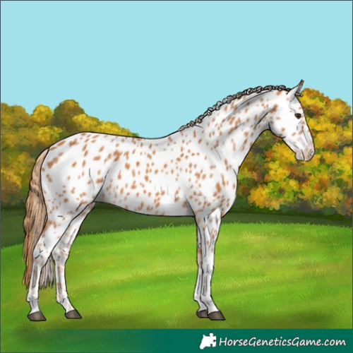 Horse Color:Chestnut Tobiano Near Leopard 