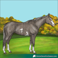 Horse Color:Grullo  and Silver Grullo 