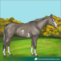 Horse Color:Grullo  and Silver Grullo 