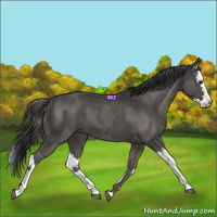 Horse Color:Grullo and Grullo Splash