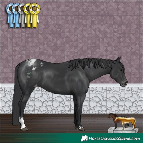 Horse Color:Black Sabino Blanket 
