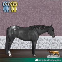 Horse Color:Black Sabino Appaloosa 
