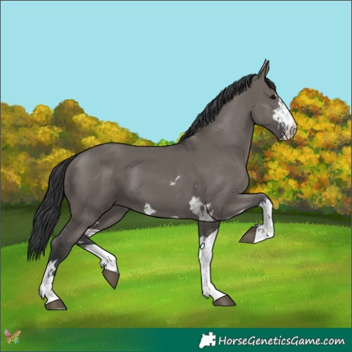 Horse Color:Grullo  and Grullo 