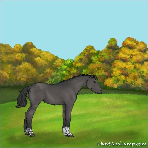 Horse Color:Grullo  and Grullo 