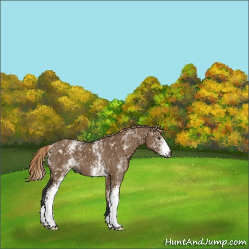 Horse Color:Gray White Spotted Liver Red Dun