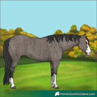 Horse Color:Grullo  and Grullo 