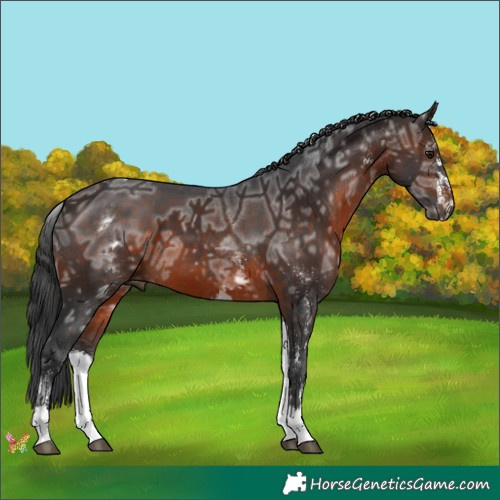 Horse Color:White Spotted Brown Ice Rabicano 