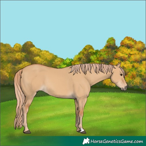 Horse Color:Red Dun
