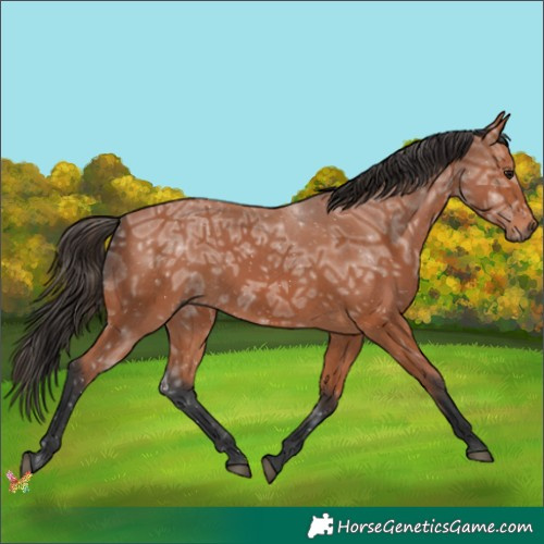 Horse Color:Bay Ice Rabicano 