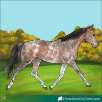 Horse Color:White Spotted Bay Ice 