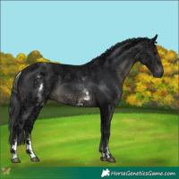 Horse Color:White Spotted Black Ice