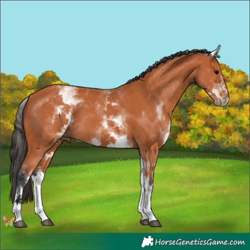 Horse Color:White Spotted Bay 