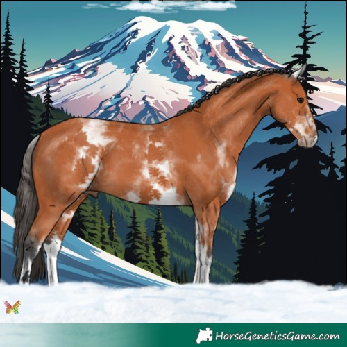 Horse Color:White Spotted Bay 