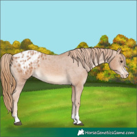 Horse Color:Chestnut Appaloosa 