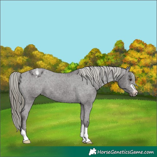 Horse Color:Liver Chestnut Mushroom Appaloosa 