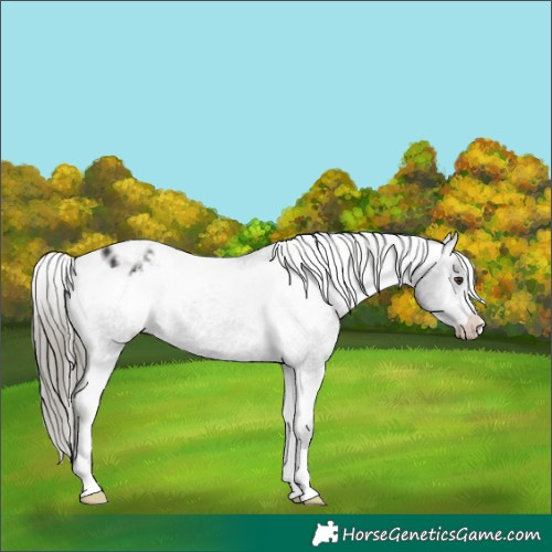 Horse Color:Liver Chestnut Mushroom Appaloosa 