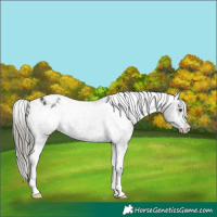 Horse Color:Liver Chestnut Mushroom Appaloosa 