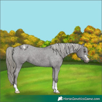 Horse Color:Liver Chestnut Mushroom Appaloosa 