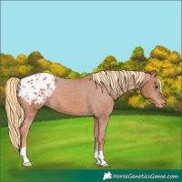 Horse Color:Chestnut Appaloosa 