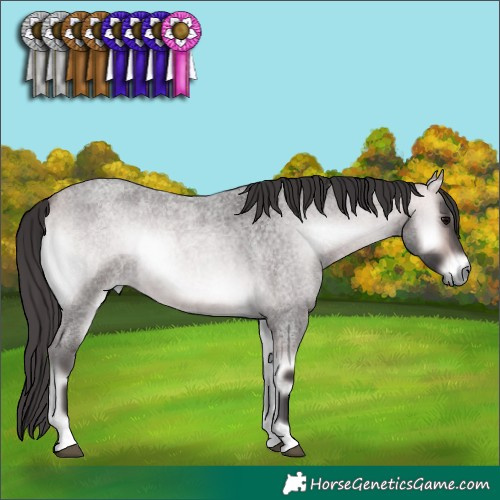 Horse Color:Platinum Buckskin Roan Onyx 