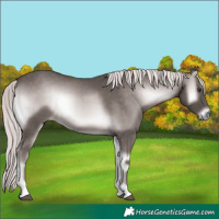 Horse Color:Platinum Chocolate Palomino Onyx