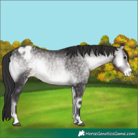 Horse Color:Platinum Buckskin Onyx Appaloosa 
