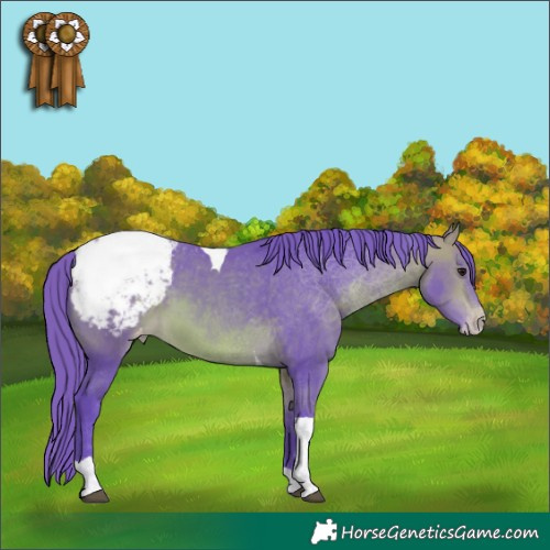 Horse Color:Watercolor Bay Tobiano Appaloosa 