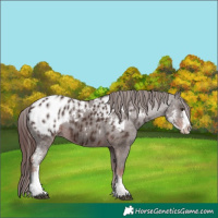 Horse Color:Liver Chestnut Sabino Near Leopard 