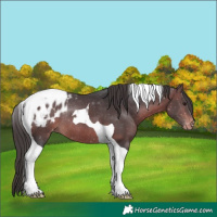 Horse Color:Brown Tobiano Appaloosa Rabicano 