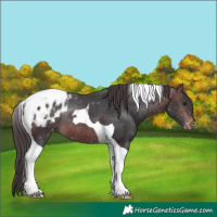 Horse Color:Brown Tobiano Appaloosa Rabicano 