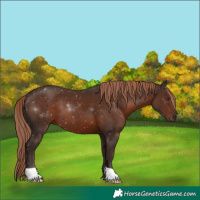 Horse Color:Liver Chestnut 