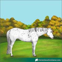 Horse Color:White Spotted Black Sabino Appaloosa 